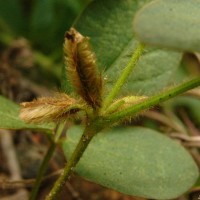 Calopogonium mucunoides Desv.